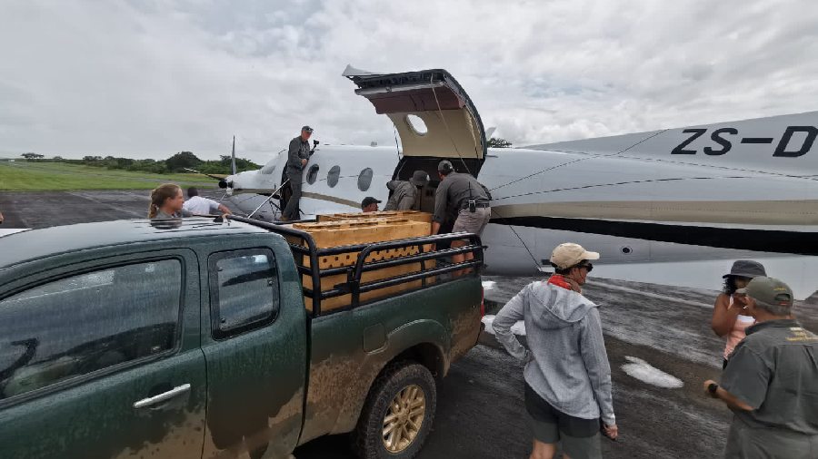 Hours after 12 cheetahs were brought to Madhya Pradesh from South Africa on Saturday, they were released into the quarantine enclosures at the Kuno National Park (KNP) in Sheopur district of the state.
