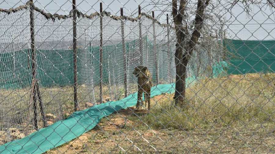 With the addition of these 12 members, the count of cheetahs at the KNP has gone up to 20. These eight cheetahs are currently in hunting enclosures before being released into the wild