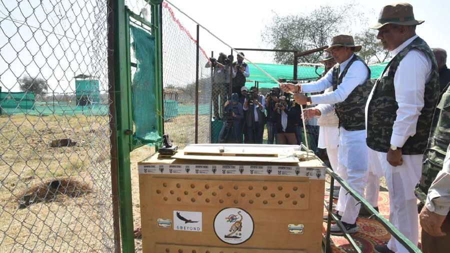 Madhya Pradesh Chief Minister Shivraj Singh Chouhan and Union Minister for Environment and Forests Bhupender Yadav released these felines into the quarantine bomas after they were transported to the KNP from Gwalior around noon.