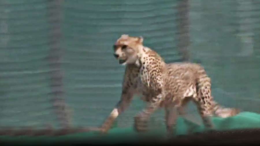 On September 17, eight cheetahs airlifted from Namibia -- five females and three males - were released in the Kuno National Park (KNP) with much fanfare, putting the sanctuary in Sheopur district firmly on the world map. 