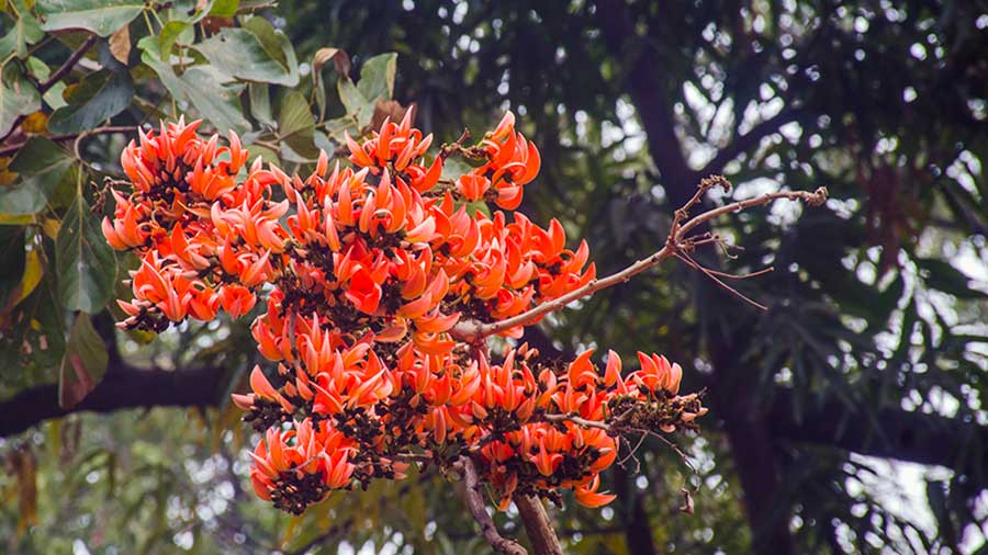 A bunch of blooming Palash (Flame of the Forest)