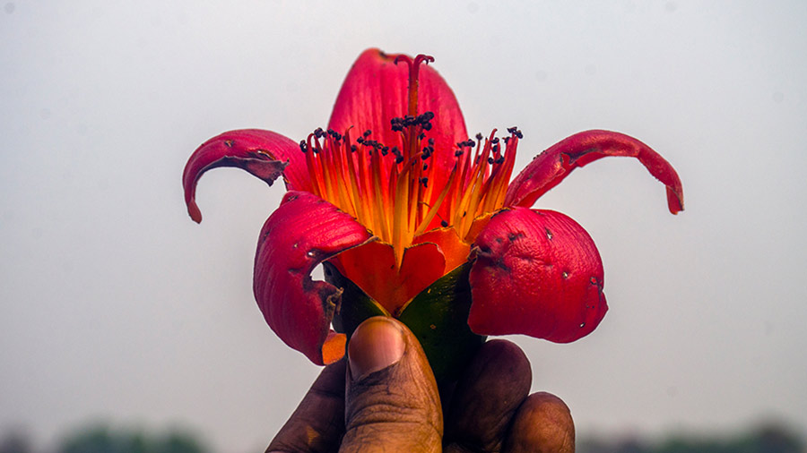 A close-up of a Shimul (Silk Cotton) flower 