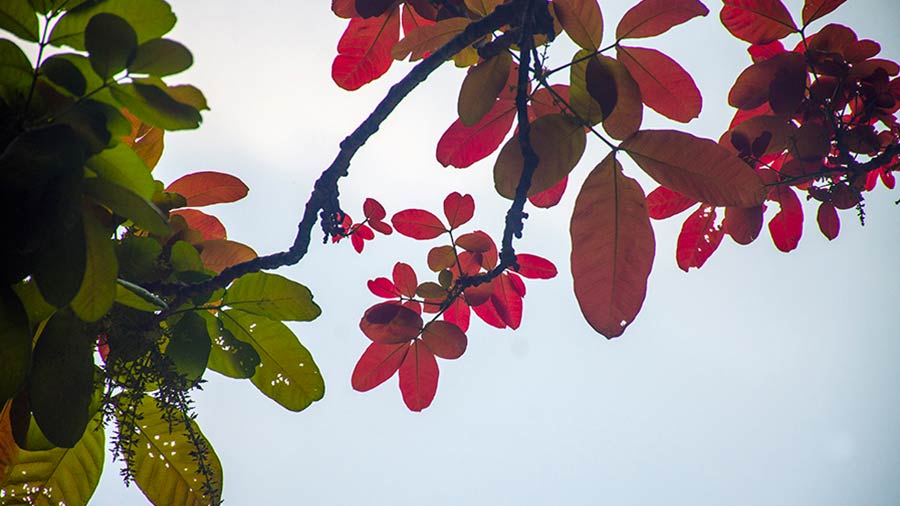 Red leaves of Kusum Tree 