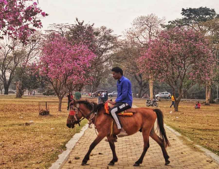 A man rides a horse with spring flowers in full bloom at Maidan, Kolkata, on Wednesday