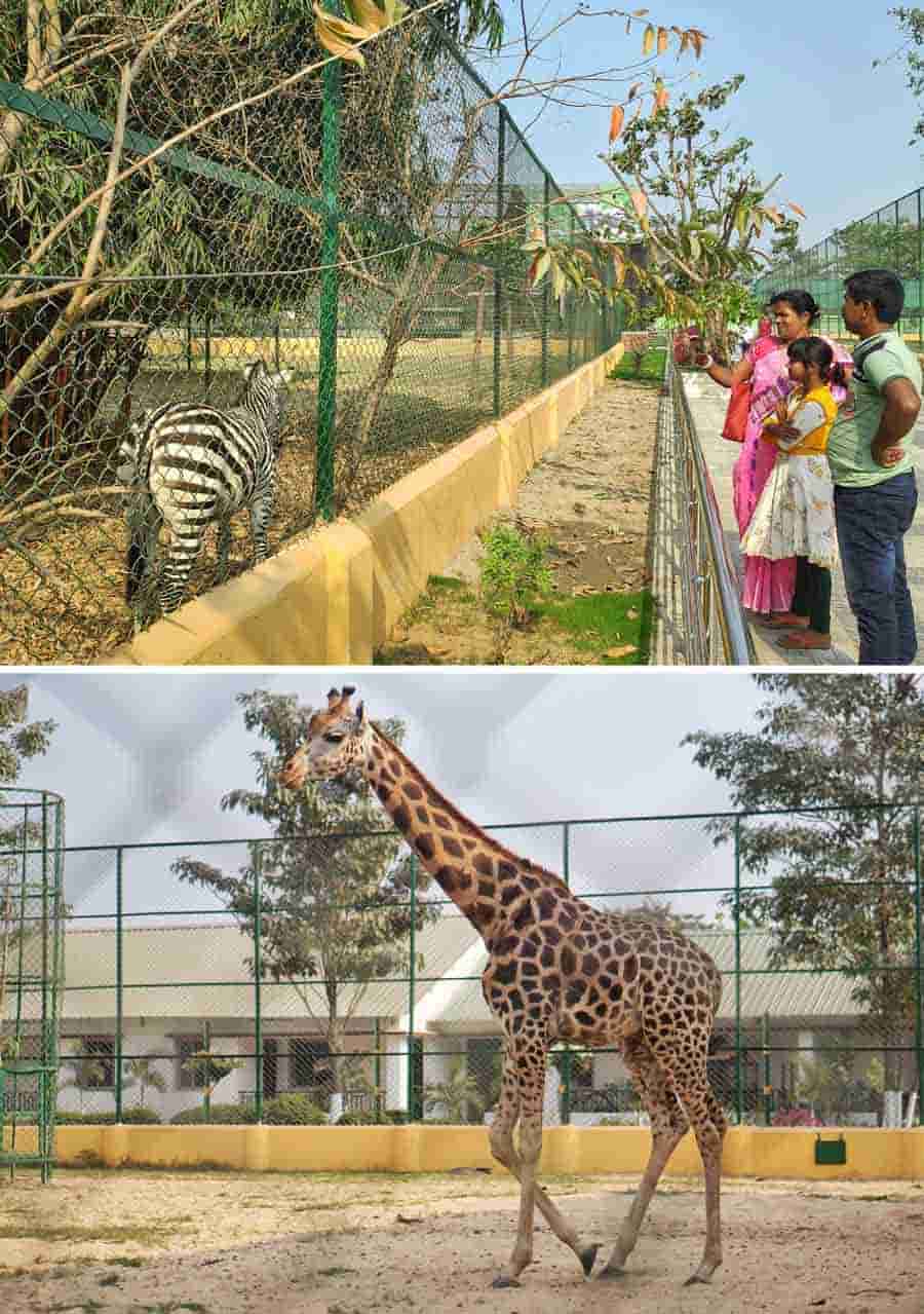 Glimpses from Harinalaya, a new zoo set up in New Town. Visitors check out a zebra at one of the enclosures while a giraffe takes a walkabout 