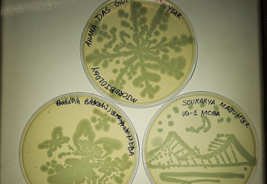 Streak Your Mark involved expressing artistry through bacterial incubation on agar plates