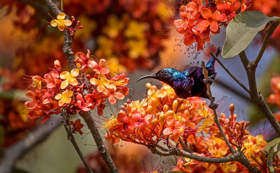 A purple sunbird perches on a branch of silk cotton tree (Bombax Ceiba) in Nadia