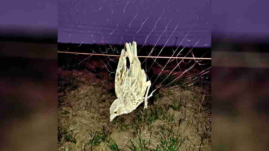 A Bengal bush lark trapped in a net on a field in Khargram in Murshidabad before being rescued by a team of environmental activists and foresters on Saturday.