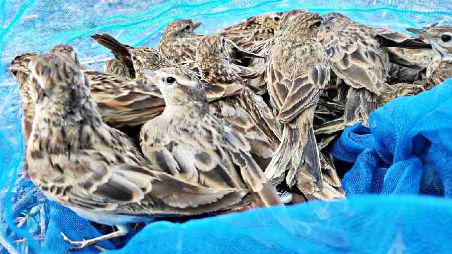 The same night the team rescued two dozen larks from a house in the area. A man and his son were arrested from the house for allegedly poaching birds. The majority of the rescued birds are short-toed larks, oriental skylarks and Bengal bush larks. While the first two are migratory birds, the last is a resident bird, said birdwatchers. Many migratory birds are trapped and butchered for their meat, considered a delicacy by many, said animal lovers.