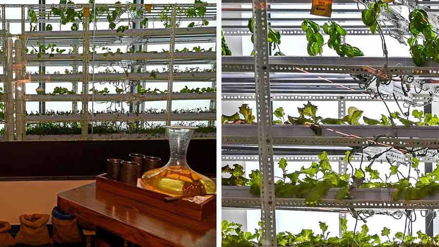 The hydroponic farm with lettuce, basil and coriander at Vedic