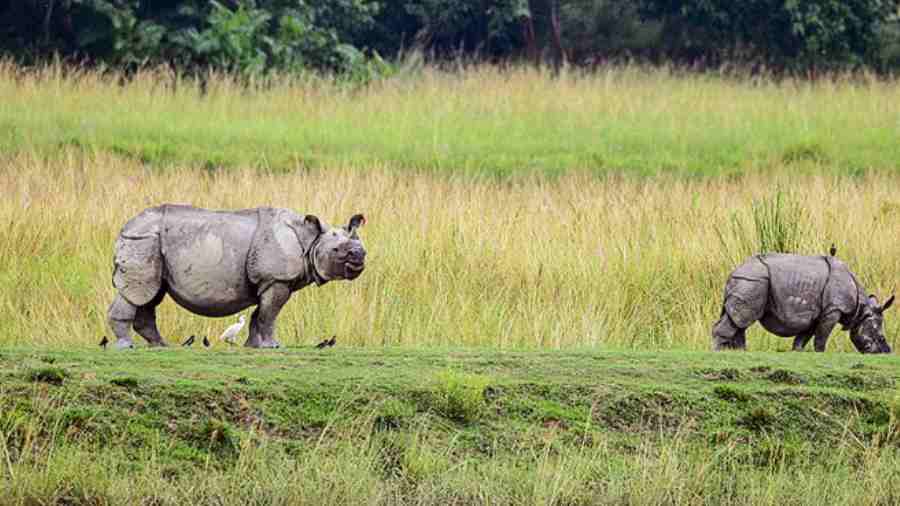 Himanta Biswa Sarma | No rhino poaching case in 2022: Assam CM ...