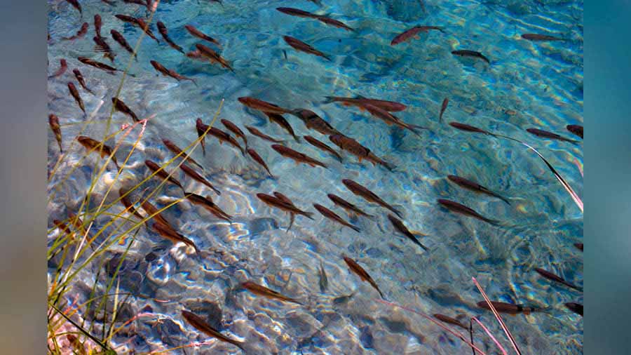 Fishes swim in the crystal clear waters of Plitvice Lake