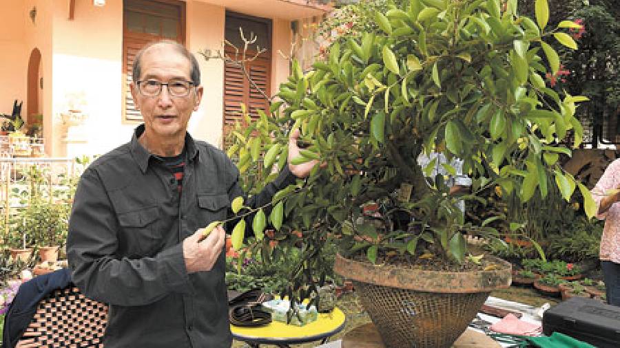 Peter Chan at the bonsai workshop