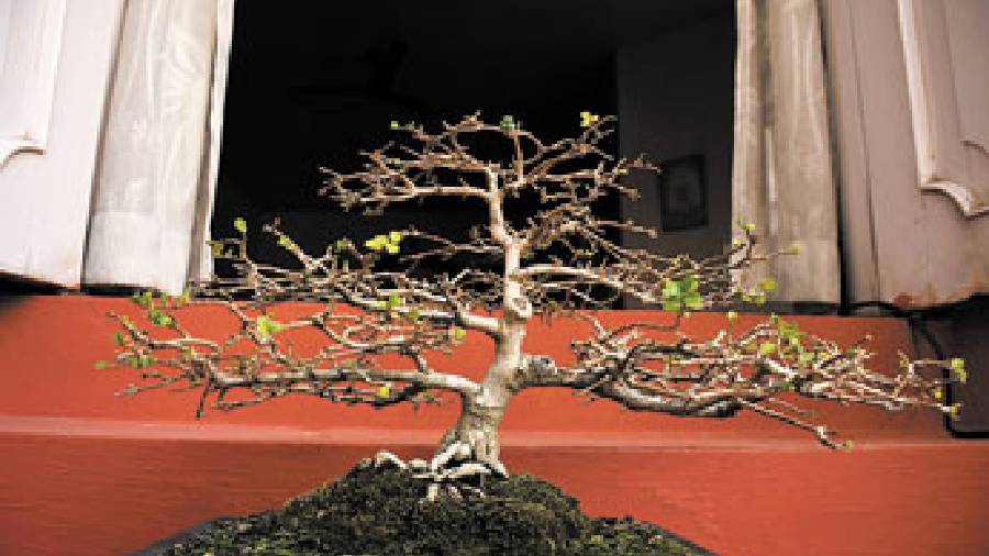 Carmona bonsai
