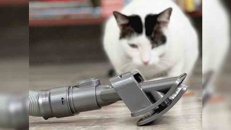 Dyson Pet Grooming Kit is a hassle-free way to take care of pet hair and dander. 