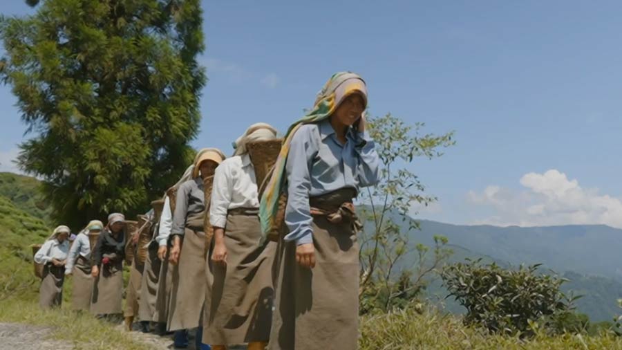 The duo took the sharks on a journey through Selim Hill Tea Garden through a video they presented