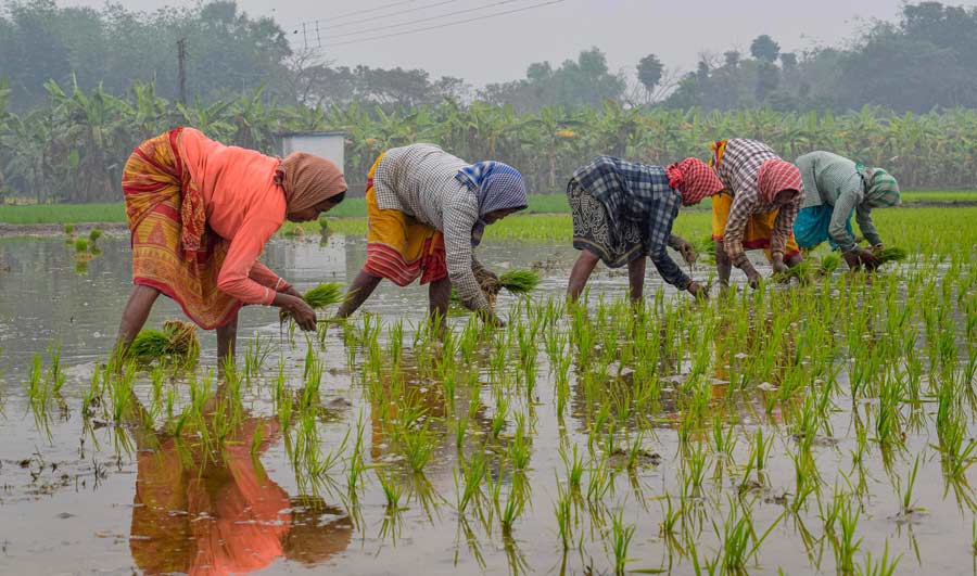 Farmers plant paddy saplings in Nadia district on Thursday morning