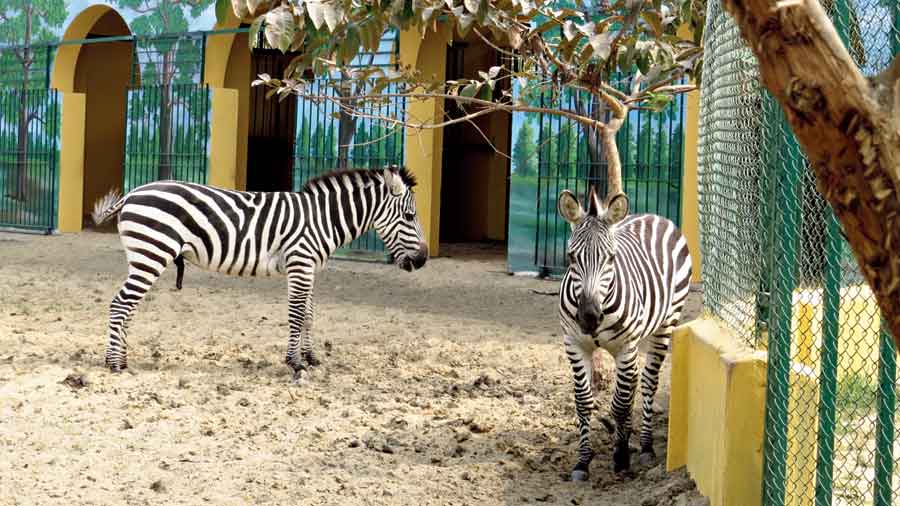The two zebras that arrive in early December.