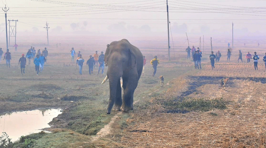 An elephant on the prowl in West Midnapore’s Garbeta on Friday.