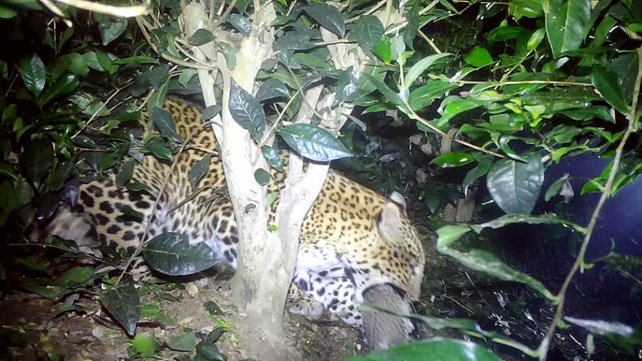 The leopards at the Muni Tea Estate of Bagdogra on Friday night