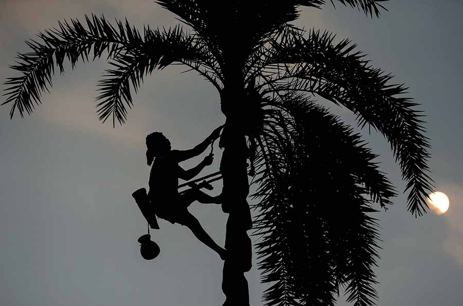 ‘Khejure gur’ is made from the sap of date palm trees. ‘Gur’ collectors tie clay pots at the top of the tree for it to stay overnight. A dark brown syrupy substance is collected in the pots and, early in the morning, when it is still dark, the pot full of sap or syrup is brought down