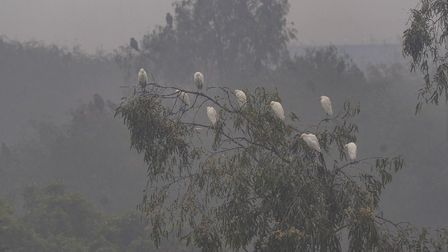 A senior IMD meteorologist said short-term relief is likely after a couple of days under the influence of back-to-back western disturbances.