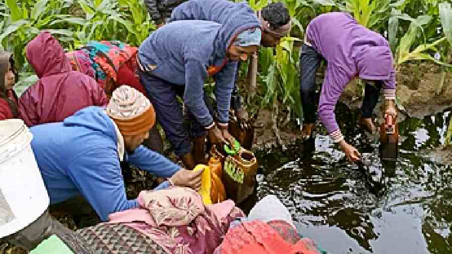 Villagers collect crude oil in Bihar’s Khagaria district. 