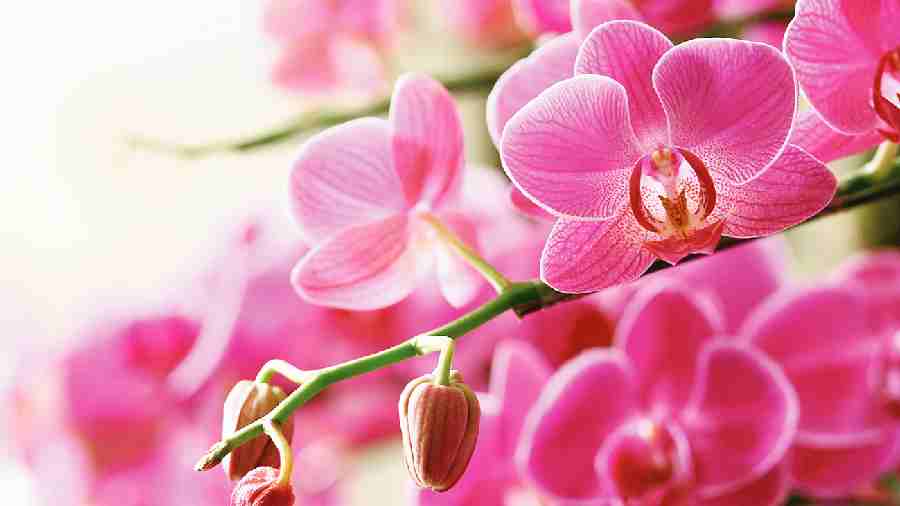Phalaenopsis orchid. 