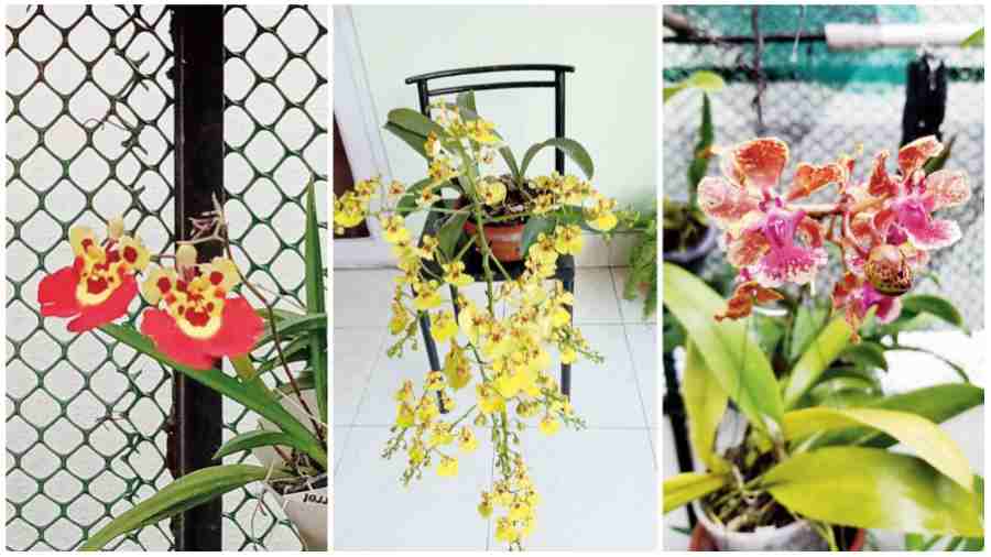 Three musketeers: Olumnia, Oncidium and Trichocentrum