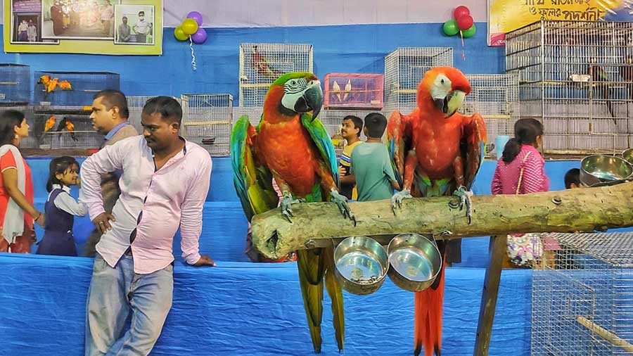 Picks of the Day In pics Bird show, Makar Sankranti prep and more