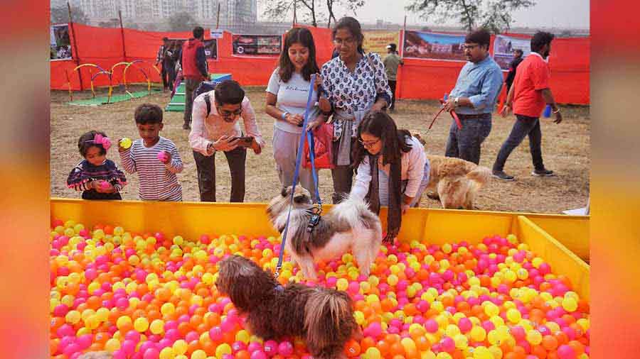 There were several games for pets. The pomeranians and beagles particularly enjoyed the ball pit
