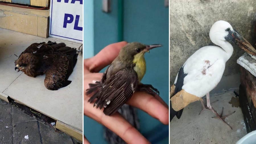  Birds rescued by Bonyo India