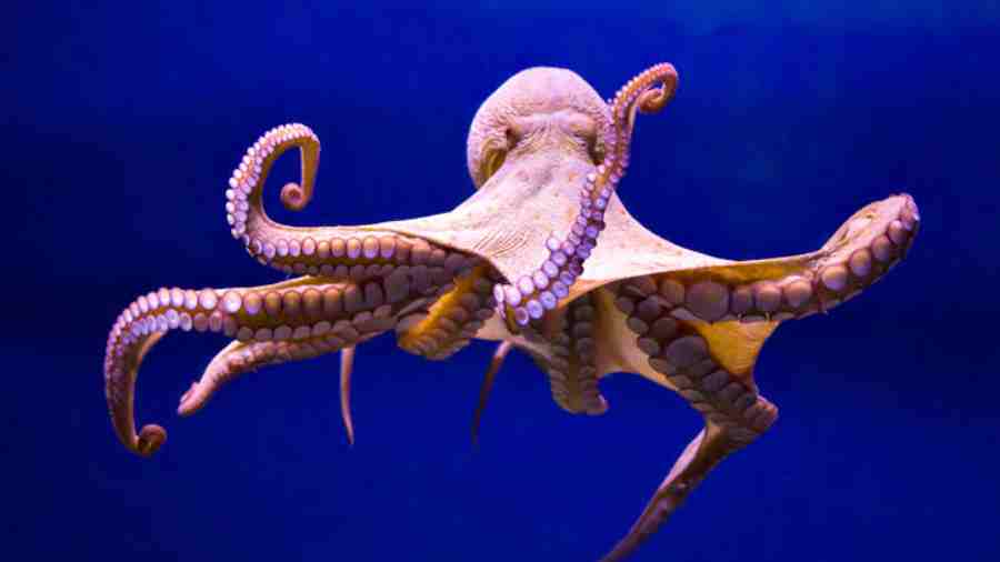 Starting an octopus farm is a commitment to creating a new kind of animal that relies on humans for its existence.
