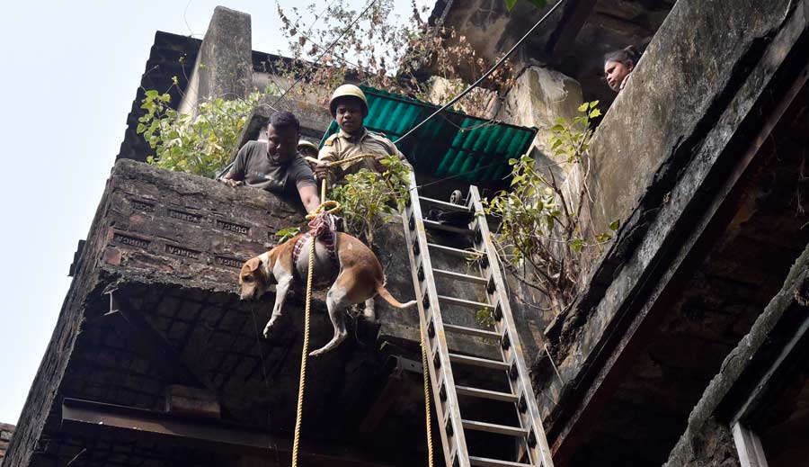 A dog gets rescued out of a partially collapsed building on Mahatma Gandhi Road on Monday