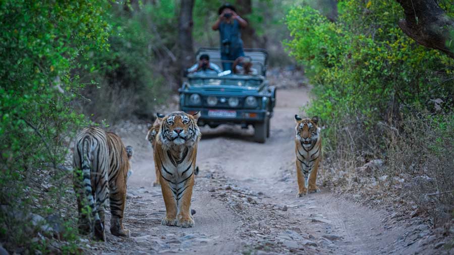 Safari | Ranthambore: Sundeep Bhutoria writes about the the tigers of the  Rajasthan tiger reserve and how to spot them - Telegraph India