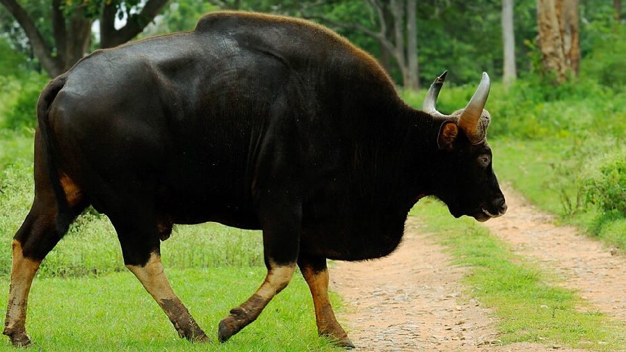 Indian Bison (wild gaur)