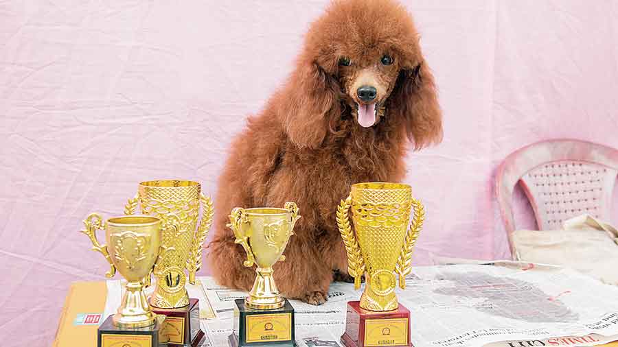 Stella won several trophies in various rounds, including best behaved. Her owner Sanjay Gupta said: “She is a winner wherever she goes. I have displayed some of the trophies she has won at other shows as well. She is almost a year old now and has been participating in competitions for the last 34 months in a row.”