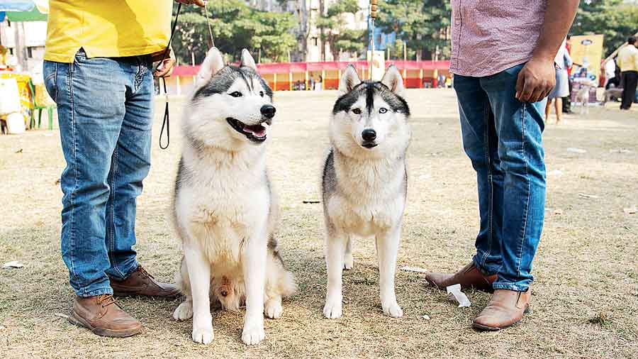 When owner Rupak Kumar Das took to the ring with his Siberian husky duo, the audience was left enthralled. Though a little weary of trainers, the duo instantly made friends with some children on the field. “The two of them are like two peas in a pod. They are always together. They fight but get back together again in no time. They live in their own world,” said Das.