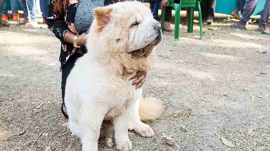 Two-year-old Dodo was quite a star at the show. His master Soumyajit Biswas loved showing him off to his friends and other people in the audience. “Dodo is quite short-tempered. She is a guard dog we bought in Punjab. However she does not get along with everybody and can be very moody at times,” said Biswas.