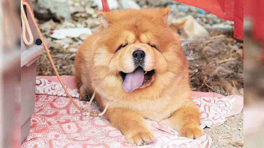 Dragon, the 21-month- old Chow Chow from Behala, took a run on the field whenever possible and made sure the owners never got more than five minutes to rest. He seemed to love the winter sun!