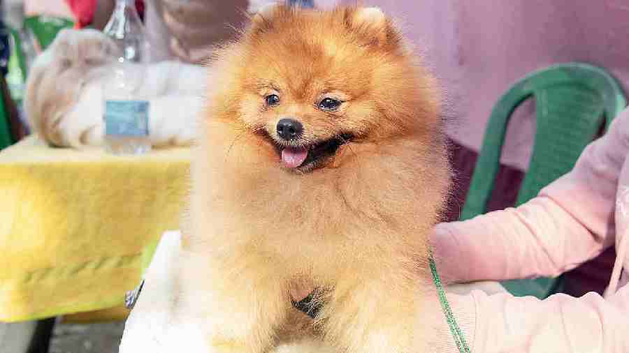 Pepe, the Pomeranian, made everyone take notice as soon as she walked in. Armed with intelligent eyes and a stylish gait, Pepe was a headturner right from the word go! By the time she finished her rounds she already had quite a fan following in the audience.