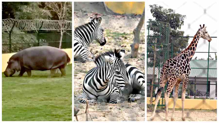 NEW ARRIVALS: A hippopotamus, zebras and a giraffe at Harinalaya Mini Zoo on Thursday. 
