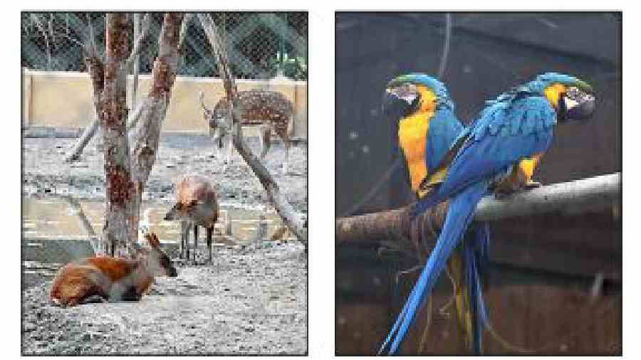 Deer and macaws at the zoo. 