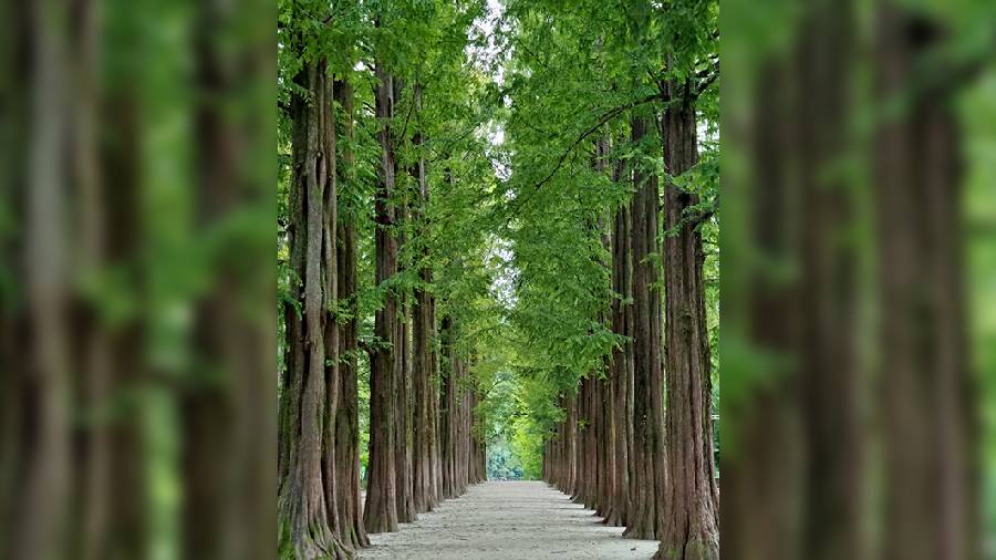 Nami Island