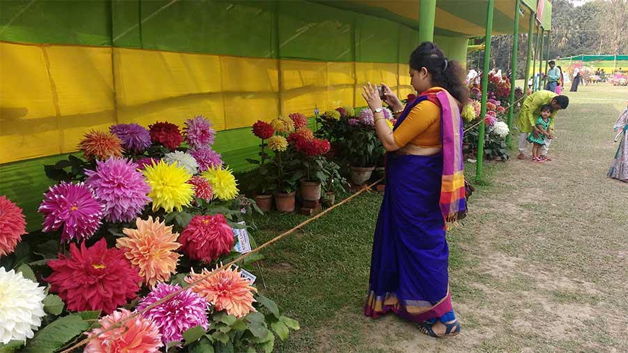AHSI held two shows every year — the Winter Flower Show in January and the Annual Flower Show in February