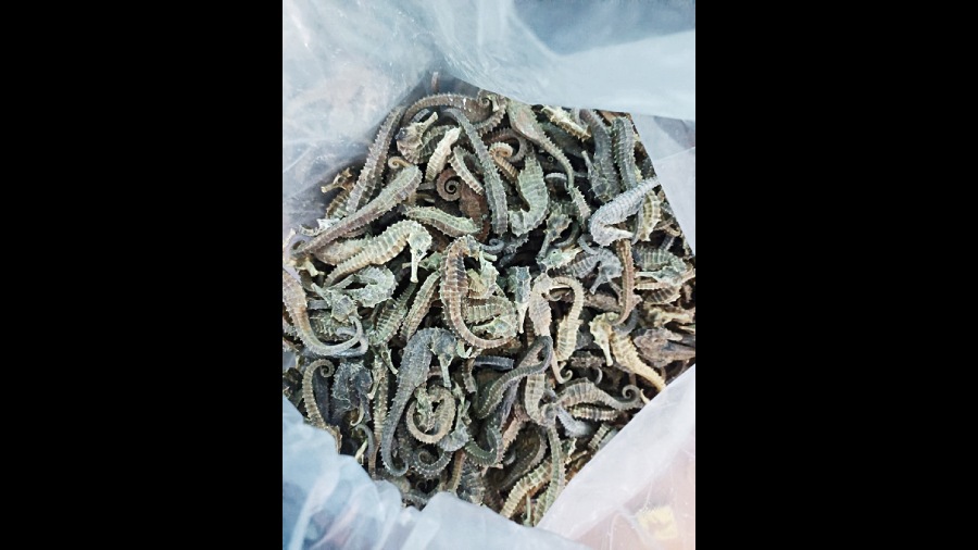 The seized consignment of dry seahorses