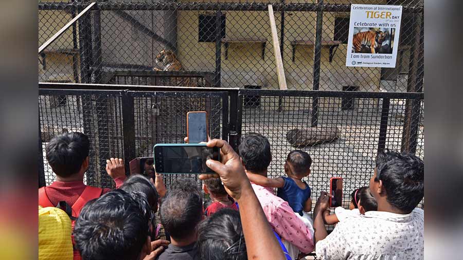 Being a public holiday on account of Republic Day, visitors poured into many public places including the Alipore Zoo on Thursday. Above, crowds throng the tiger enclosure