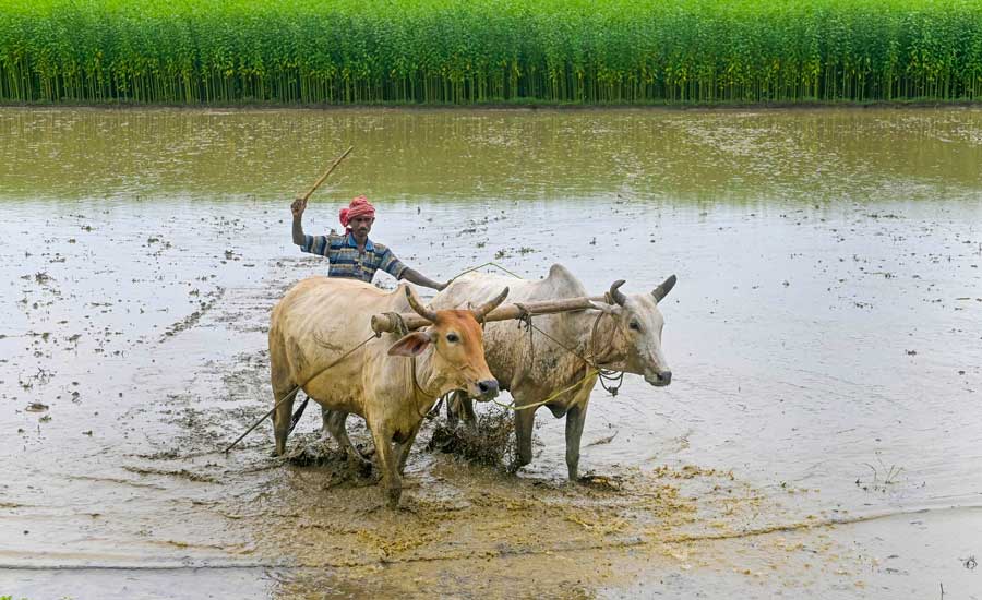 A farmer ploughs his field in Nadia on Saturday