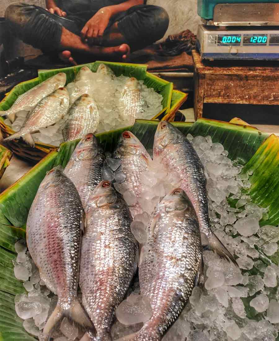 Monsoon is here and so is hilsa. Despite a government ban on catching khoka ilish (fish less than 1kg in weight), the markets are flooded with the same  