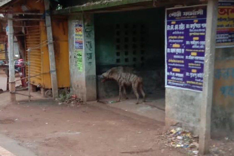 A picture of the hyena shared by the NGO HEAL. A member of the NGO said the animal was seen in the picture taking shelter in a bus stand on Saturday. The same animal was found dead later in the day, the member said.
